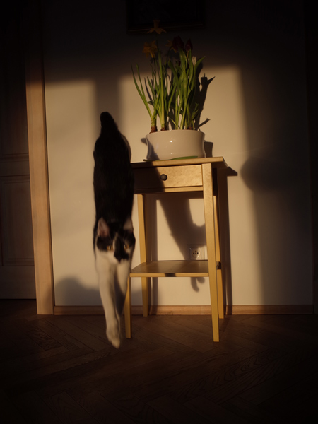 401 :: No flower play